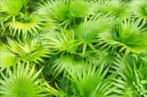 Vigor Boost Saw Palmetto Extract